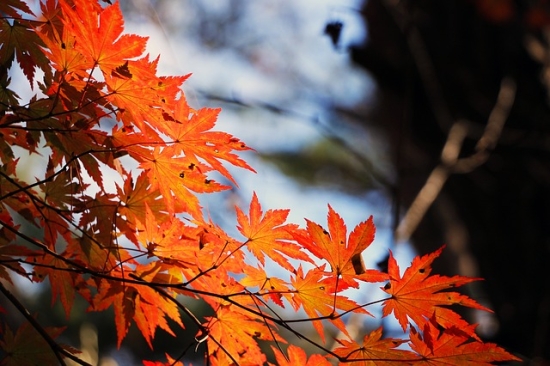 red-maple-leaf-507545_640
