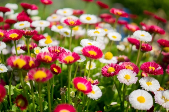 flowers-garden-colorful-colourful-large
