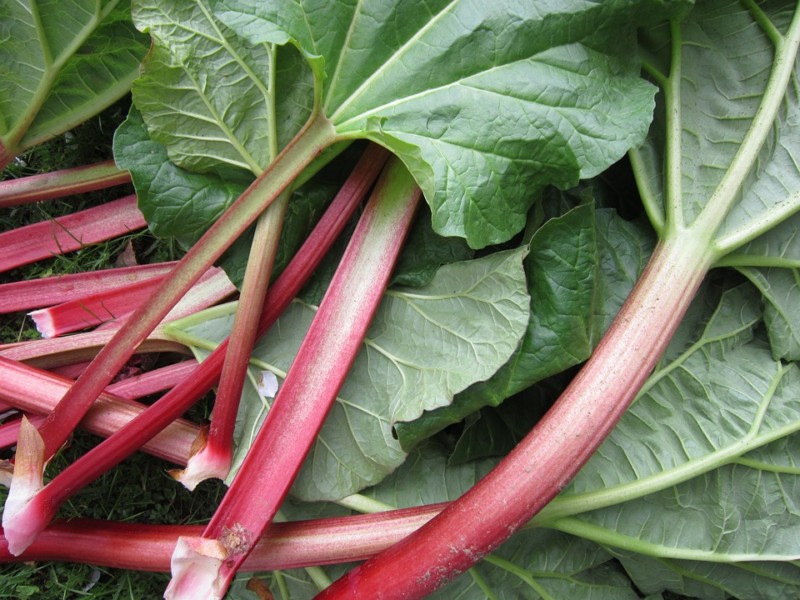 The rhubarb health benefits nutrition and recipes