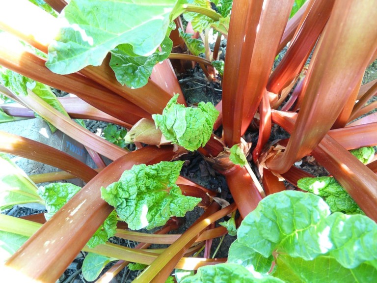 The Rhubarb Health Benefits Nutrition And Recipes