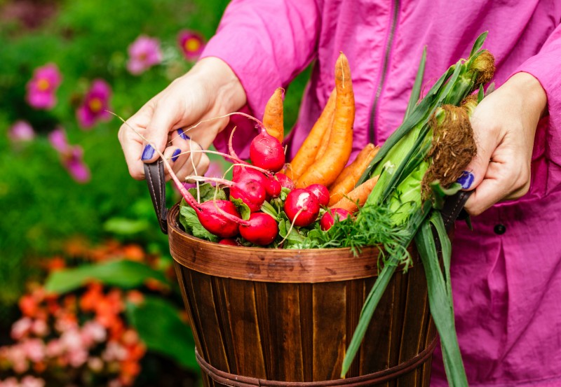 woman carrying basket of garden vegetables