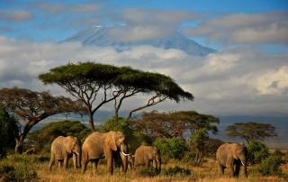 south african safari