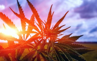 las vegas marijuana laws