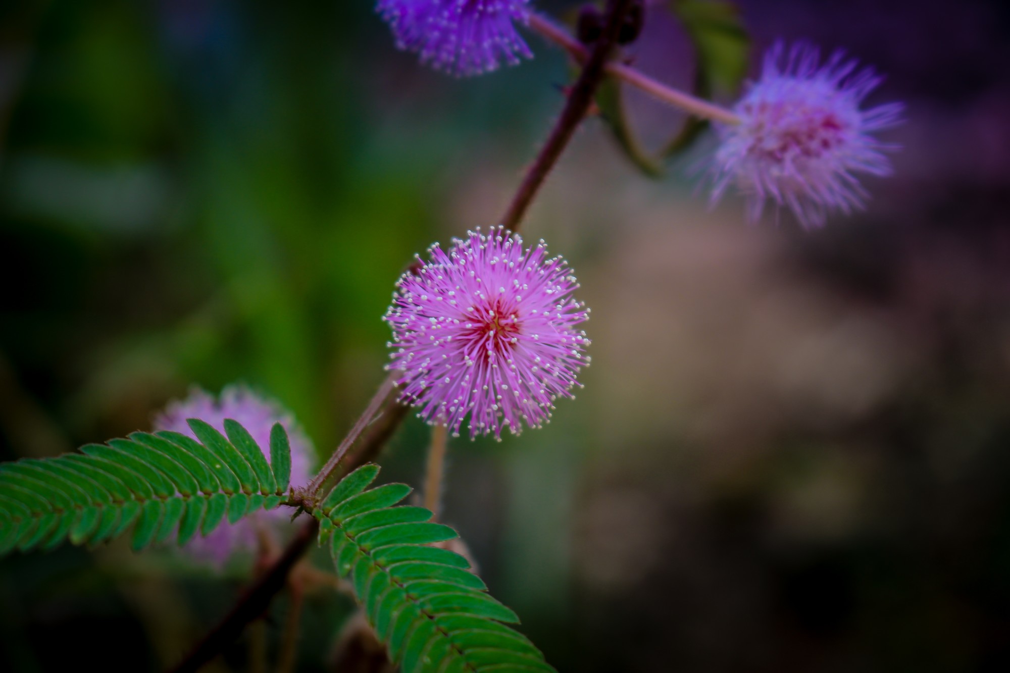 Mimosa Pudica Plant