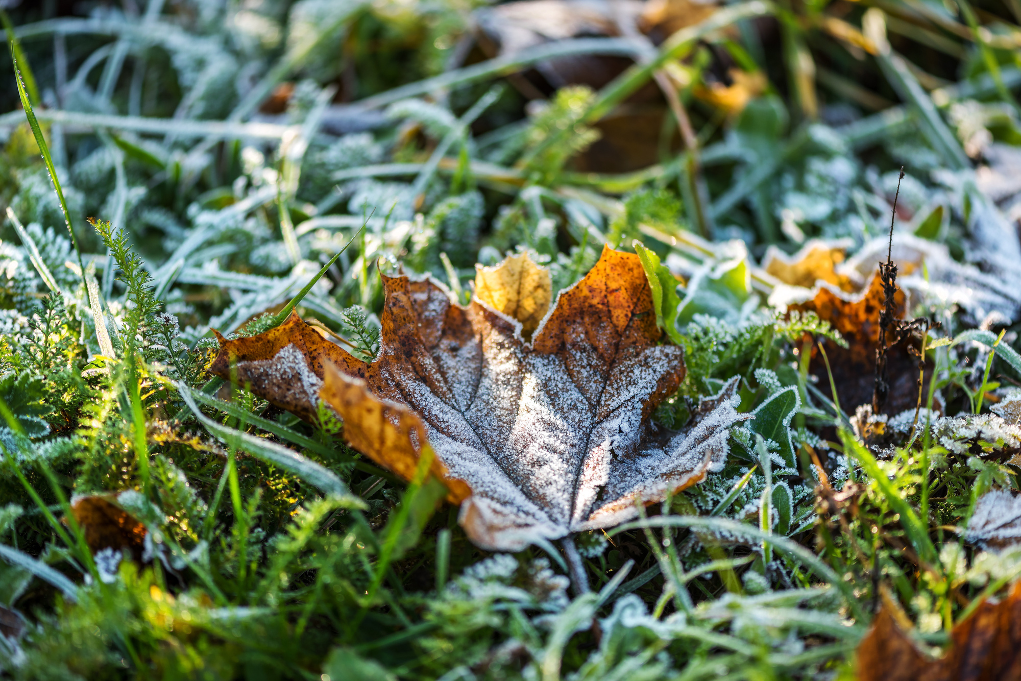 Lawn During Winter