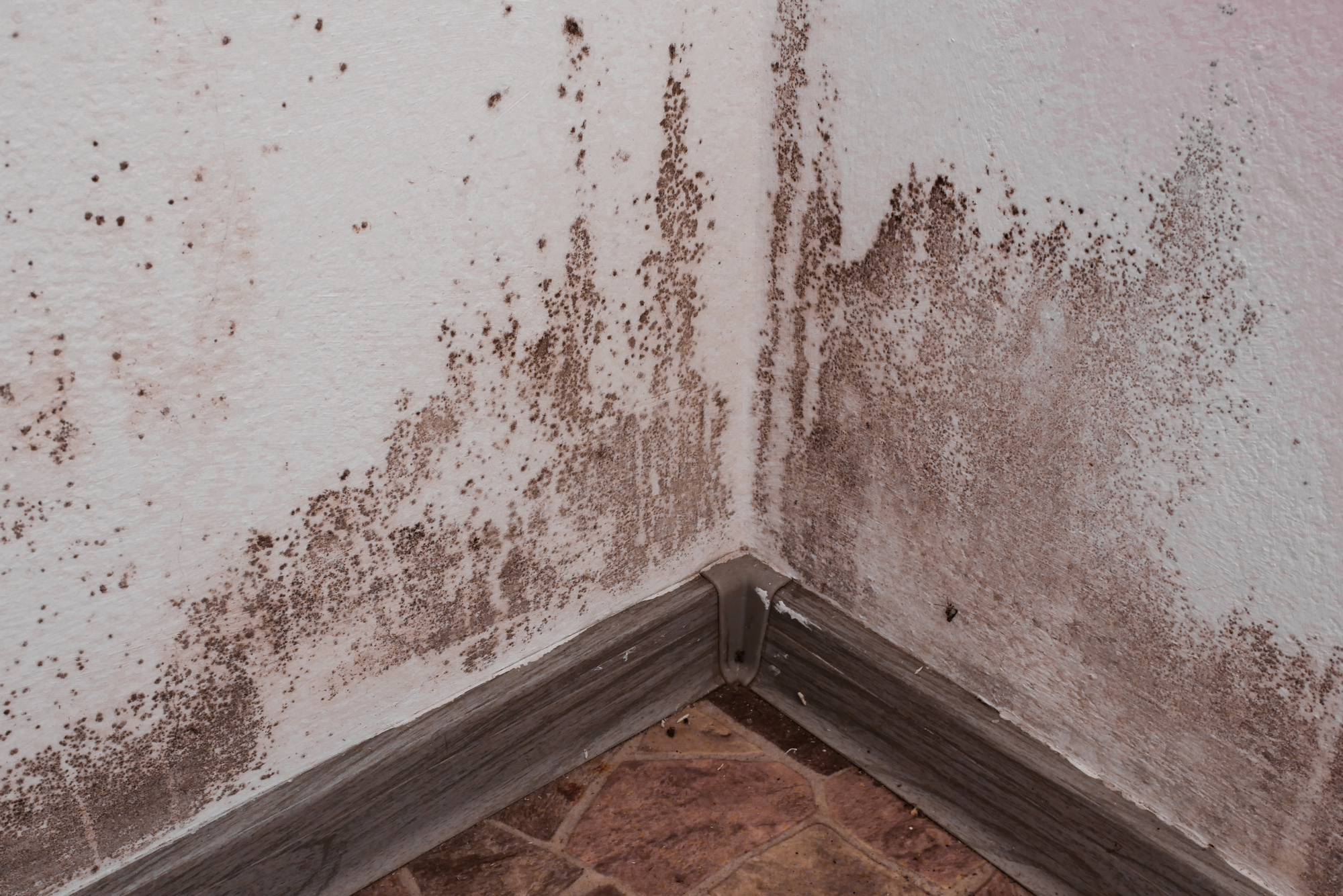 Home Mold Remediation